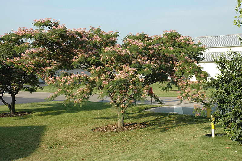 Pokok albicia muda dalam gambar landskap bandar