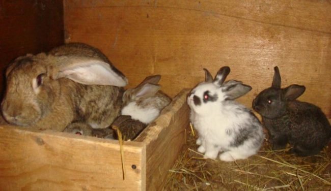 Young rabbits in a cage with a bed of old straw