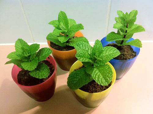 Young mint plants