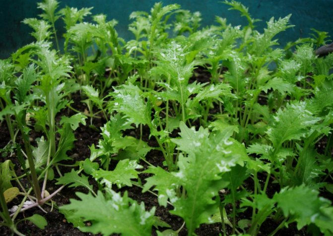 Young Japanese cabbage plants