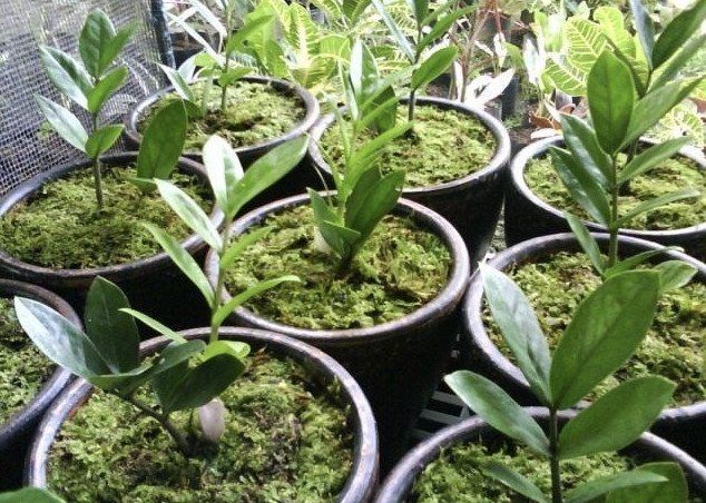 Young seedlings of zamiokulkas