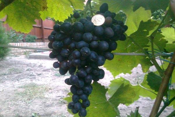 coin on grapes