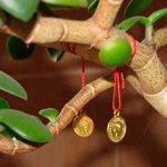 coins-on-the-money-tree-photo