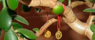 монети на дървото на парите снимка