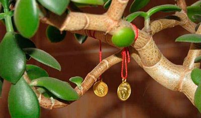 coins-on-the-money-tree-photo