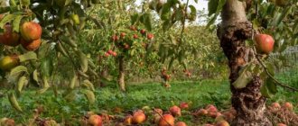 Монилиоза от ябълки - как да защитим реколта от плодове