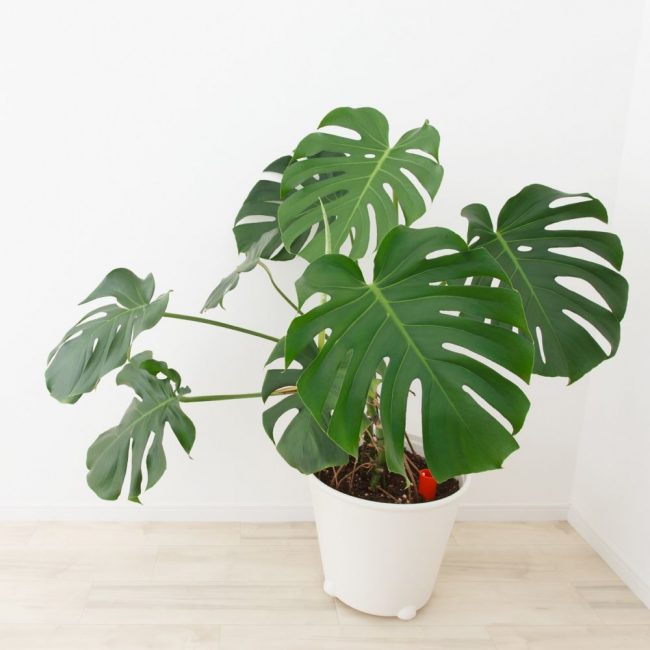 Monstera has an unusual appearance