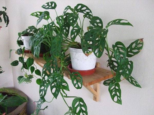 Monstera in the house harm or benefit