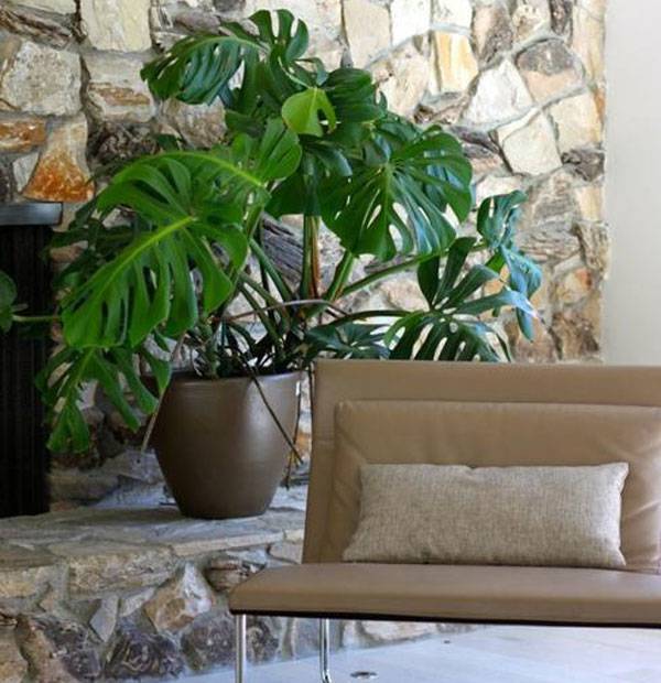 Monstera in the house harm or benefit