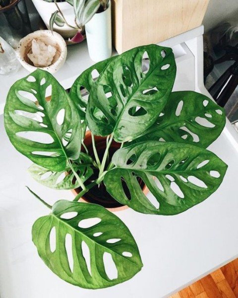 Monstera in a pot in an apartment