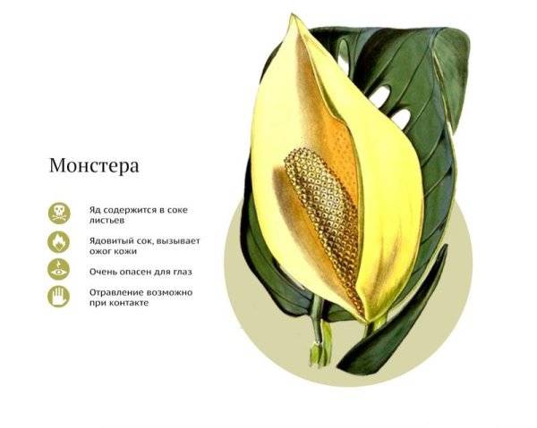 Monstera is poisonous