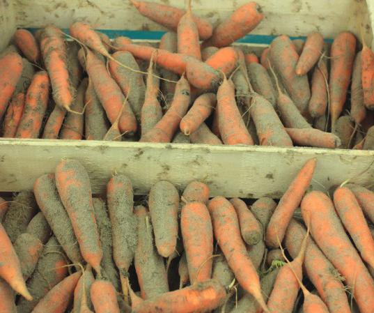 Carrots are more likely to rot than other vegetables.