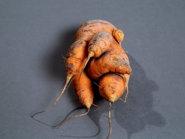 Carrots bend from drought