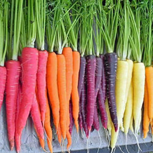 Първоначално морковите бяха лилави. Какъв цвят бяха морковите първоначално (преди селекцията)? единадесет