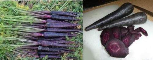 The carrots were originally purple. What color were the carrots originally (before selection)? 12