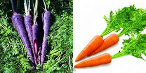 The carrots were originally purple. What color were the carrots originally (before selection)? 13