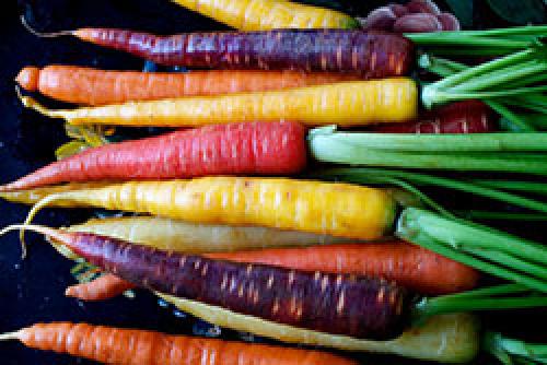 The carrots were originally purple. What color were the carrots originally (before selection)? fourteen