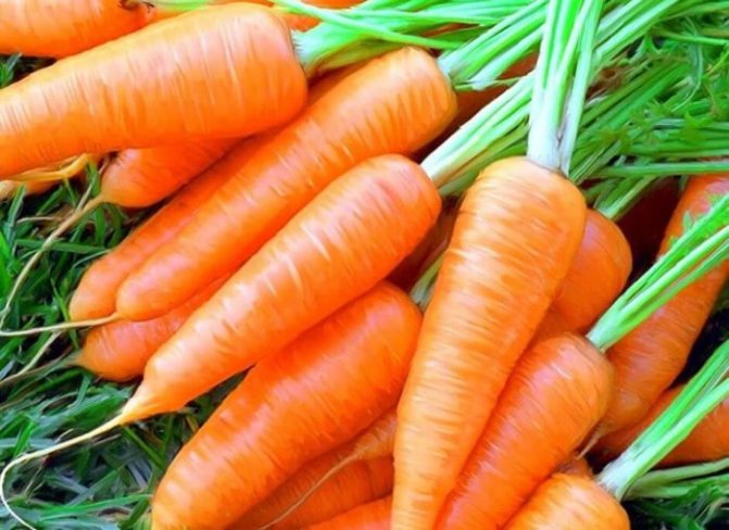 Морковите могат да се дават от 15-17 дни