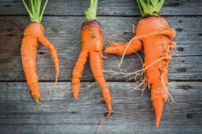 Моркови за зимата. Как да съхраняваме кореноплодния правилно?