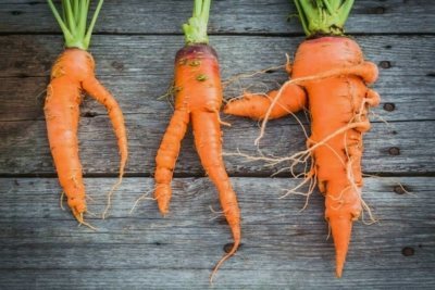 Моркови за зимата. Как да съхранявате кореноплодната зеленчук правилно?