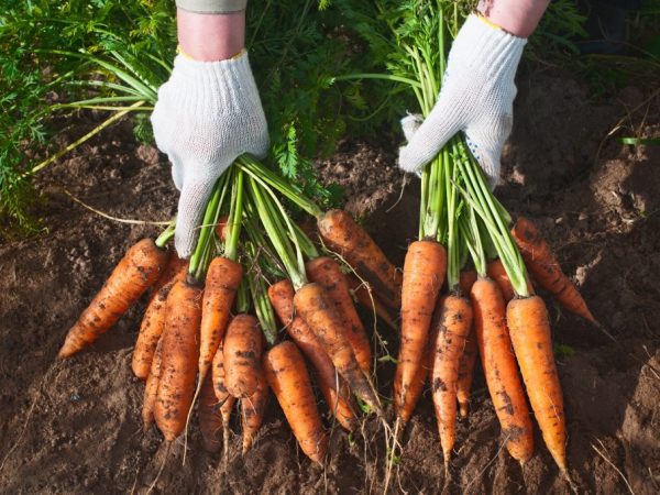 You can't always reach carrots with your hands.