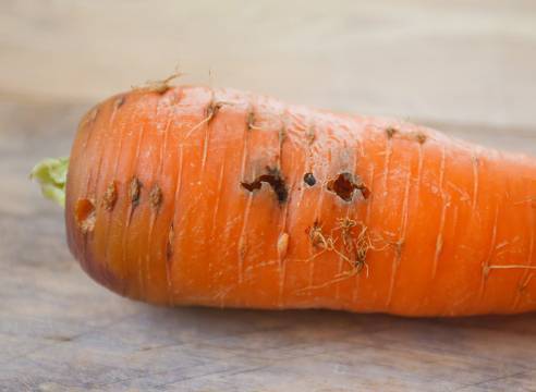 Морков мухоустойчив