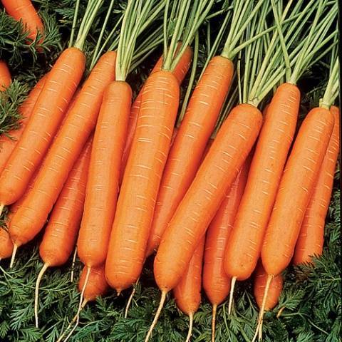 Морков устойчив на мухи