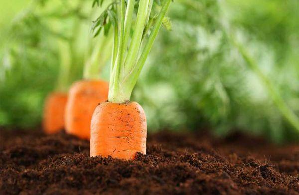 carottes dans le sol