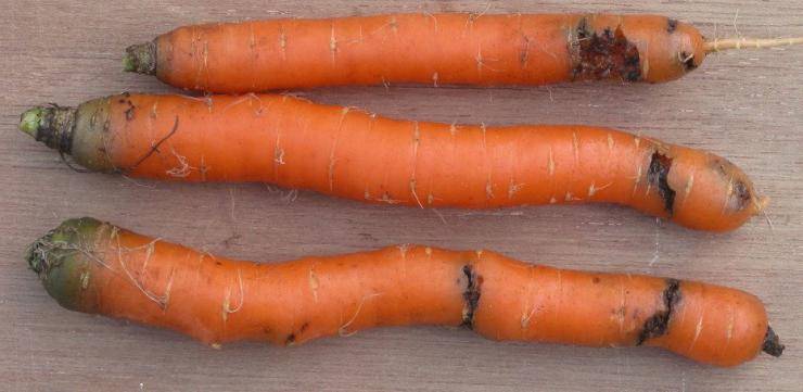 морковена муха как да предпазим морковите