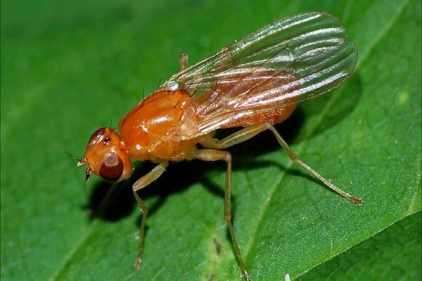 lalat lobak merah