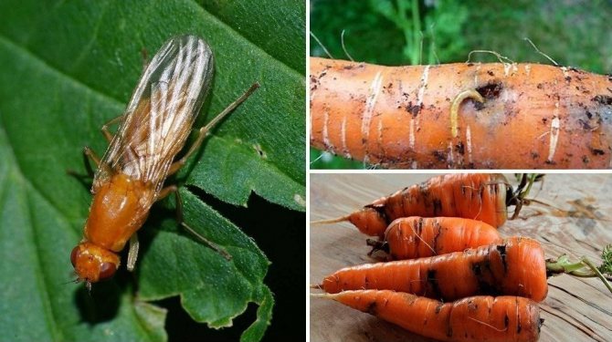 Моркова муха