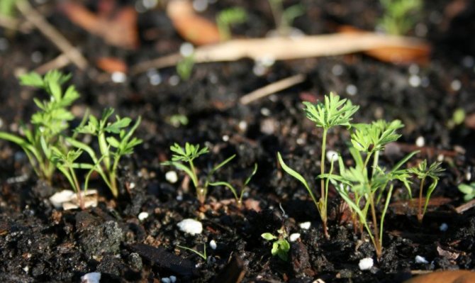 Carrot seedlings