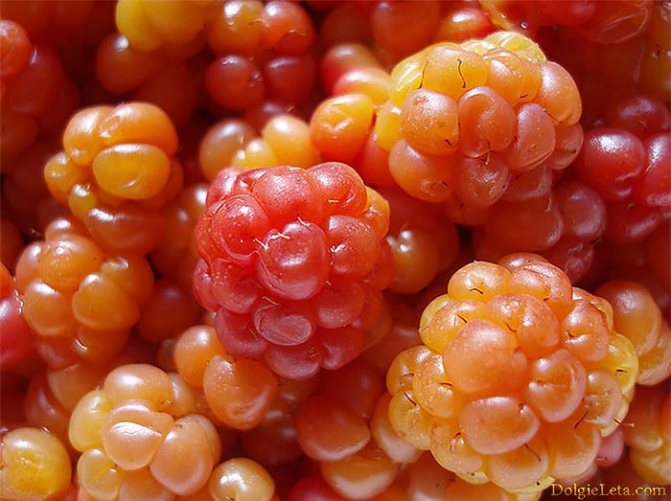 Cloudberry berry - Mga kapaki-pakinabang na katangian ng cloudberry