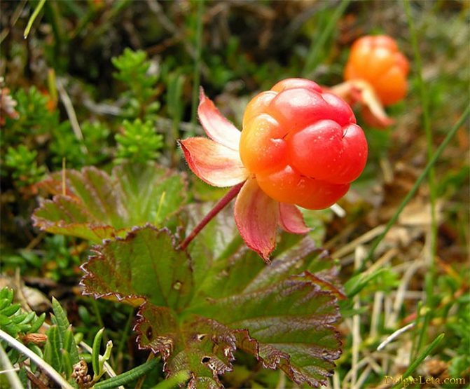 Cloudberry berry - Useful properties of cloudberry