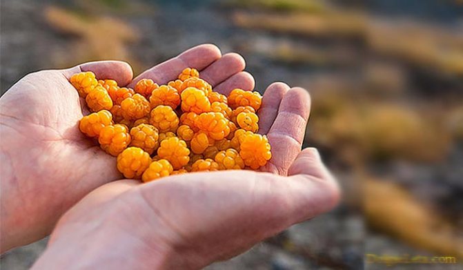 Cloudberry berry - Useful properties of cloudberry