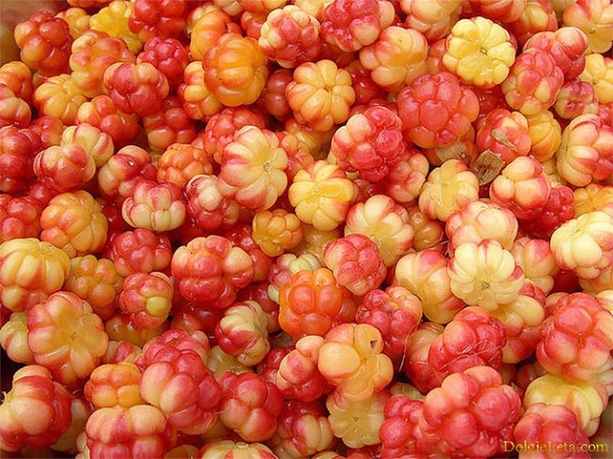 Cloudberry berry - Mga kapaki-pakinabang na katangian ng cloudberry