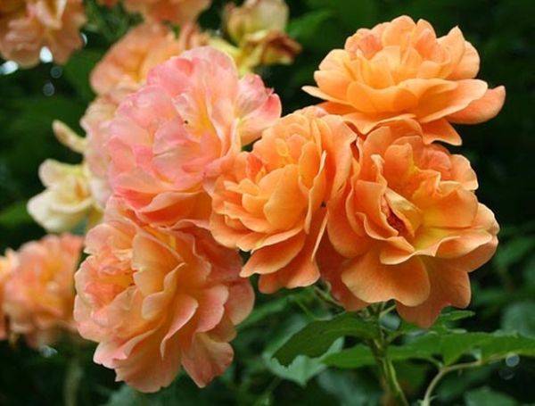Frost-resistant roses for siberia
