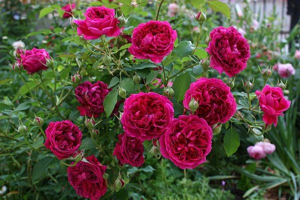 Trandafiri rezistenti la inghet pentru siberia