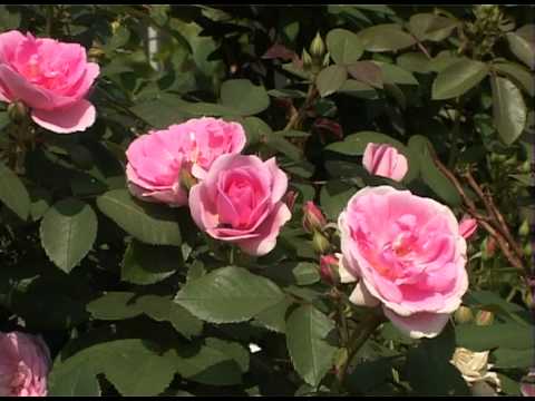 Frost-resistant roses