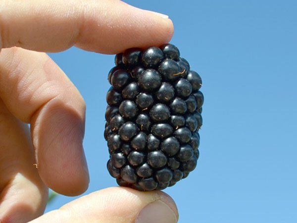 Polar pelbagai jenis blackberry tahan fros