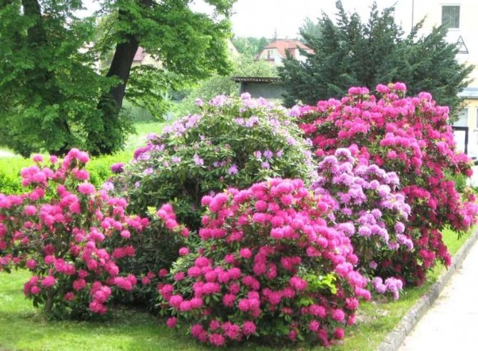 Mrazuvzdorné odrůdy rododendronů - výběr nejlepších odrůd s popisy a fotografiemi