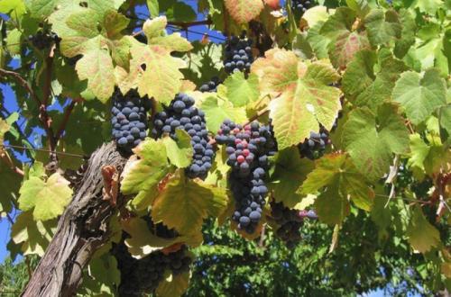 Frost-resistant grape varieties for the Moscow region. Covering and non-covering varieties