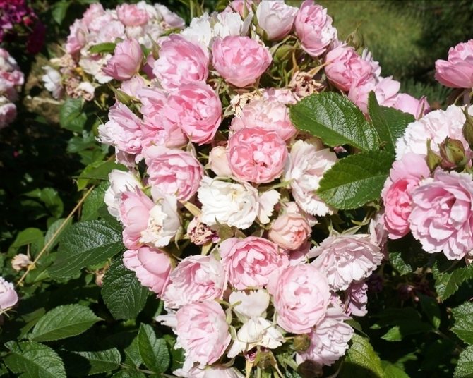 Набръчкана роза Grootendorst