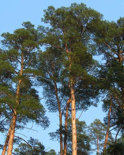 Makapangyarihang mga korona at trunks ng isang pang-adulto na pine