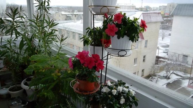 midges on the balcony with flowers