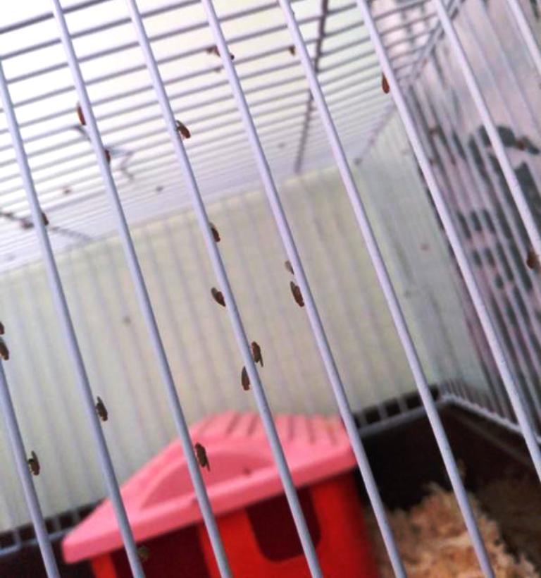 midges on a cage with hamsters