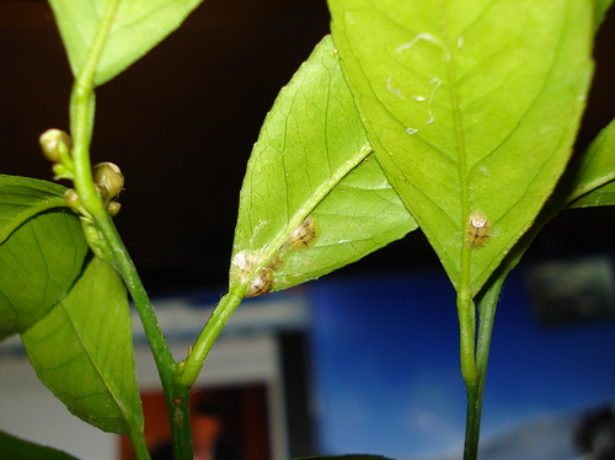 Midges on seedlings, causes of appearance and methods of disposal