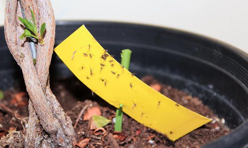 Midges di tumbuh-tumbuhan dalaman: apa yang ada dan bagaimana menyingkirkannya