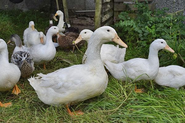 Moscow white duck