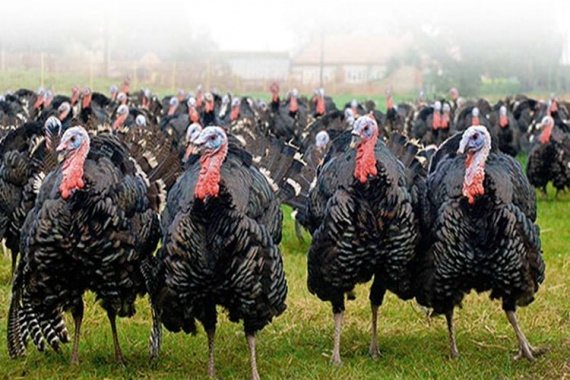 Moscow bronze turkeys